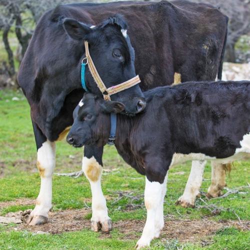 cow_calf_agrotourism