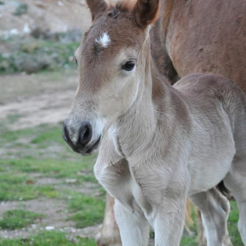 horse_and_foal